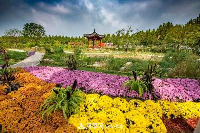 北京大兴魏善庄月季小镇千余种月季进入盛花期，这个十一等您来(图4)