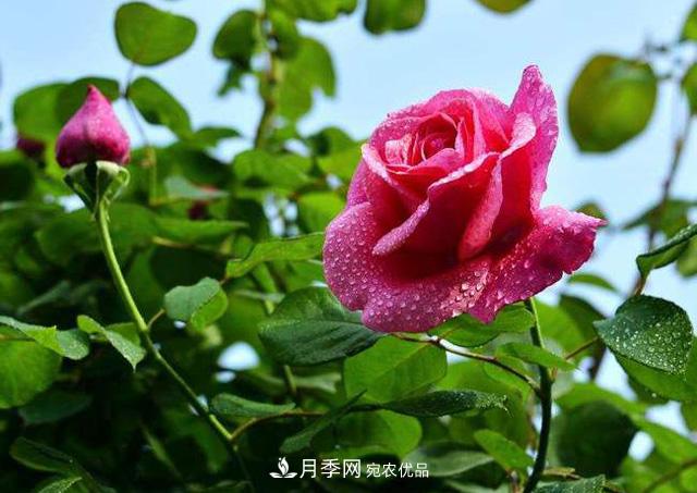 不同季节种植藤本月季的区别(图1)