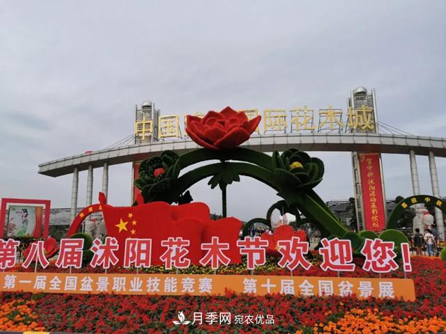 第八届中国·沭阳花木节开幕，参观盆景界的“奥林匹克”(图1)