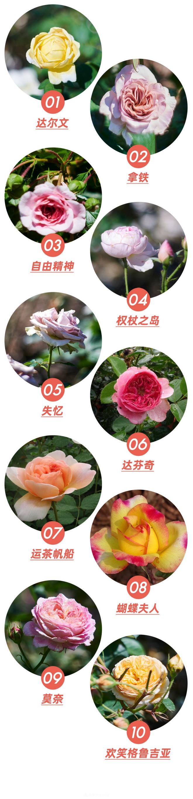 陈丹燕:不能旅行的日子,她开始与月季对话(图5) 陈丹燕:不能旅行的日子,她开始与月季对话(图5)
