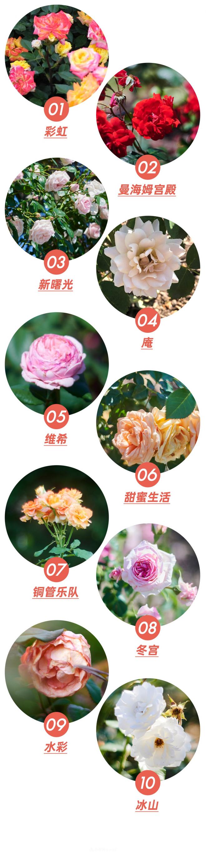 陈丹燕:不能旅行的日子,她开始与月季对话(图9) 陈丹燕:不能旅行的日子,她开始与月季对话(图9)