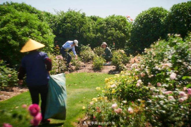 陈丹燕:不能旅行的日子,她开始与月季对话(图12) 陈丹燕:不能旅行的日子,她开始与月季对话(图12)