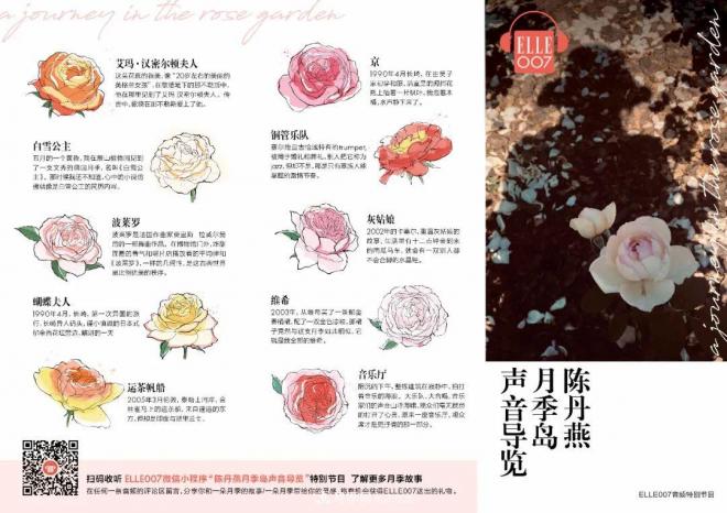陈丹燕:不能旅行的日子,她开始与月季对话(图14) 陈丹燕:不能旅行的日子,她开始与月季对话(图14)