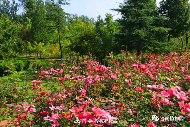 金秋花儿姹紫红，山东济南植物园万株月季与您“约会”佳节(图5)