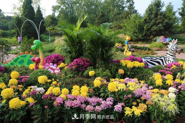 北京植物园第28届市花展开幕，菊花月季是主角(图1)