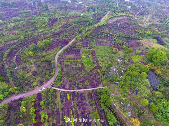 中国花木之乡—重庆市北碚区静观镇(图1)