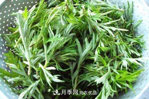 南阳到处都是的艾草竟然有这么多作用和功效！(图1)