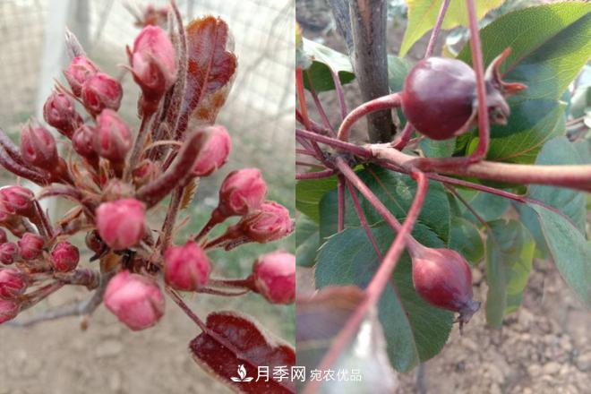 1-3年生全红梨树苗方城基地直销！成活率高 价值突出(图5)