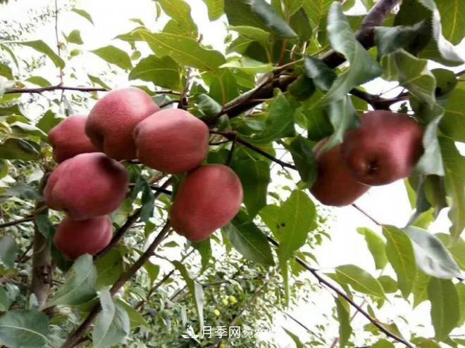 1-3年生全红梨树苗方城基地直销！成活率高 价值突出(图3)