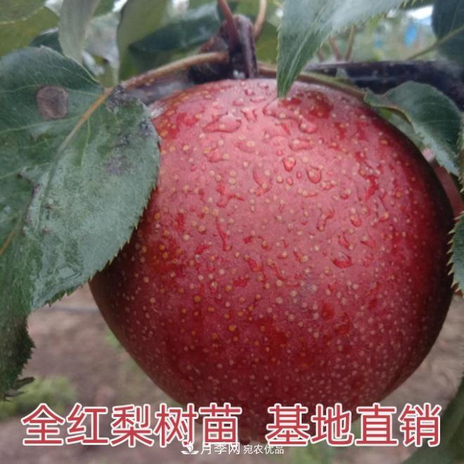 1-3年生全红梨树苗方城基地直销！成活率高 价值突出(图1)