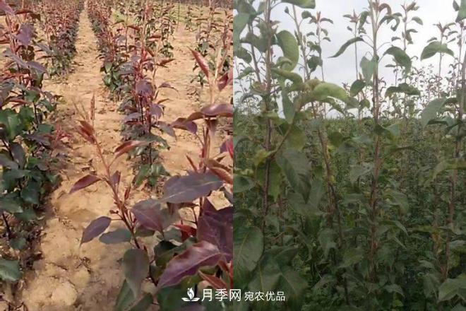 1-3年生全红梨树苗方城基地直销！成活率高 价值突出(图4)