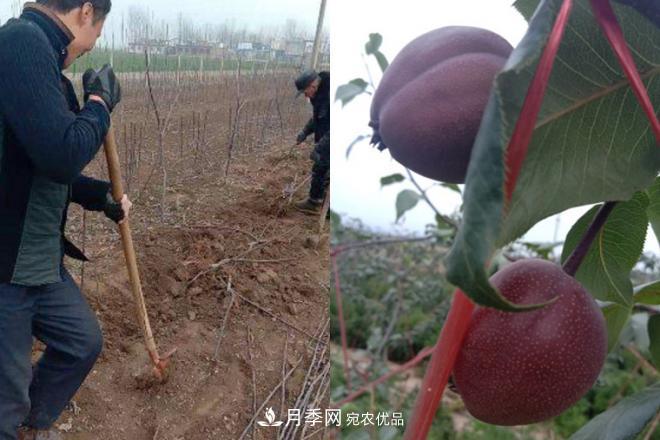 1-3年生全红梨树苗方城基地直销！成活率高 价值突出(图6)