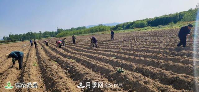 桐柏县平氏镇致富红薯产业点燃扶贫之火(图2)