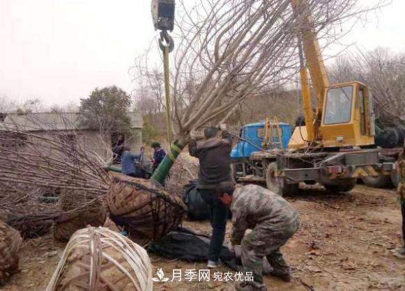 农村电商让南召县皇后乡苗木种植走上致富高速路(图2)