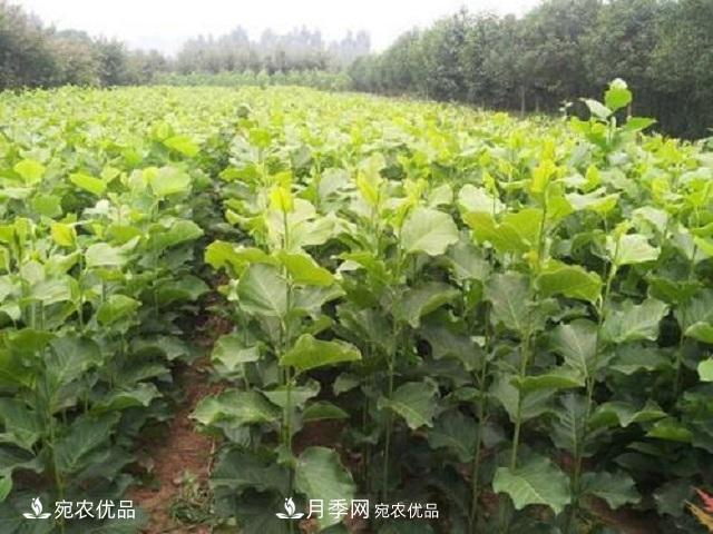 南阳辛夷花苗木的种植栽培技术(图2)