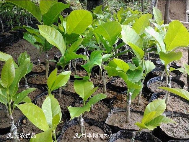 南阳辛夷花苗木的种植栽培技术(图1)