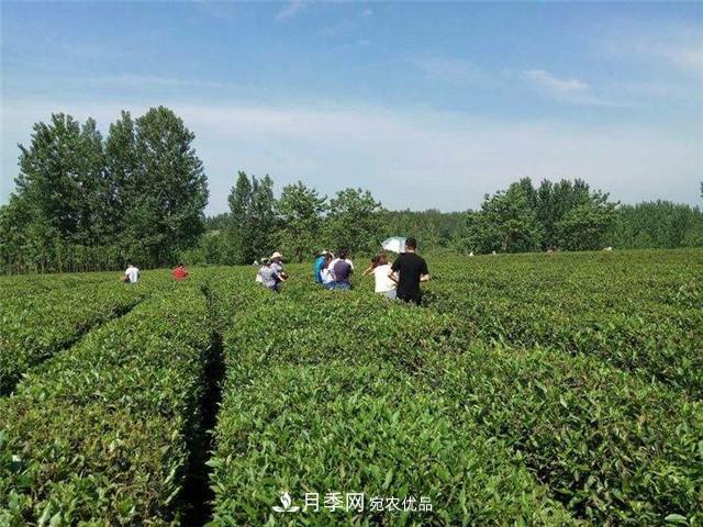 南阳特产：桐柏红茶叶(图3)