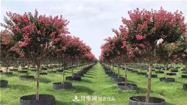 什么样的南阳苗木才能卖出高价！(图2)