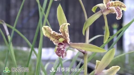 桐柏县大河镇小兰草花木变身脱贫致富“金草”(图2)