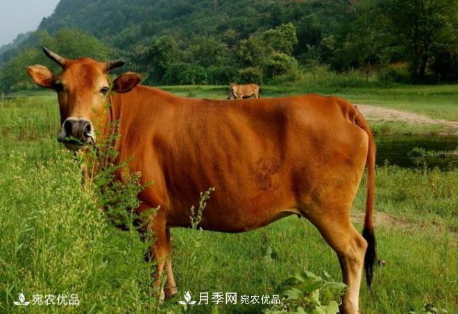南阳黄牛，中国地理标志保护农产品(图1)