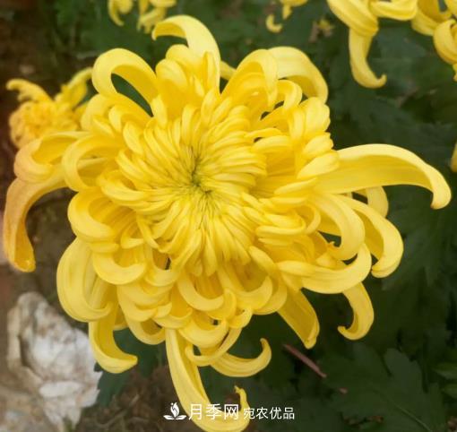 南阳镇平国明盆栽菊花基地(图2)