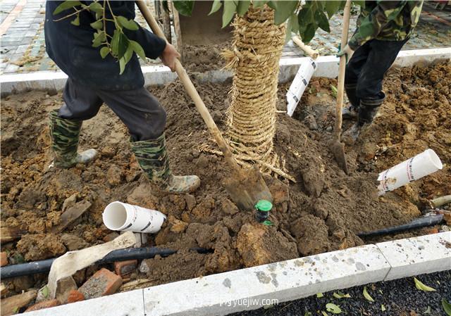 大苗木栽植时应做好根部的哪些护理？(图1)