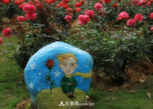 月季/玫瑰花是***具推广的潜力花木，不用担心它的未来(图1)