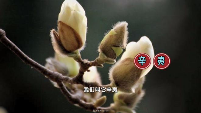 公园里种的玉兰也是一味药材,是真的吗?(图3) 公园里种的玉兰也是一味药材,是真的吗?(图3)
