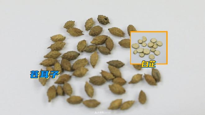 公园里种的玉兰也是一味药材,是真的吗?(图6) 公园里种的玉兰也是一味药材,是真的吗?(图6)