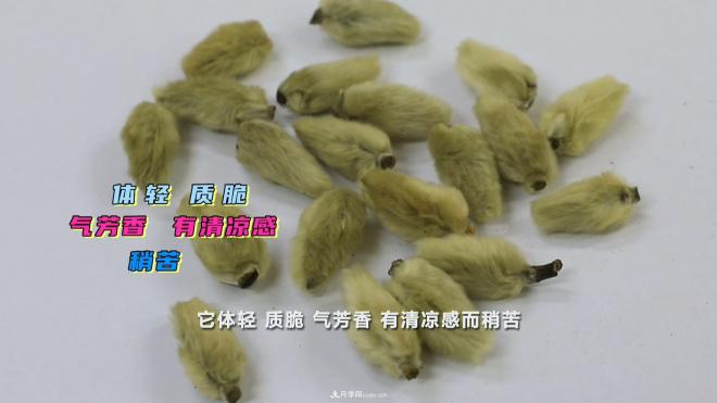 公园里种的玉兰也是一味药材,是真的吗?(图5) 公园里种的玉兰也是一味药材,是真的吗?(图5)