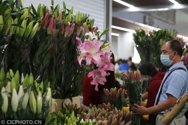 云南昆明：长假“带火”花卉经济(图2)