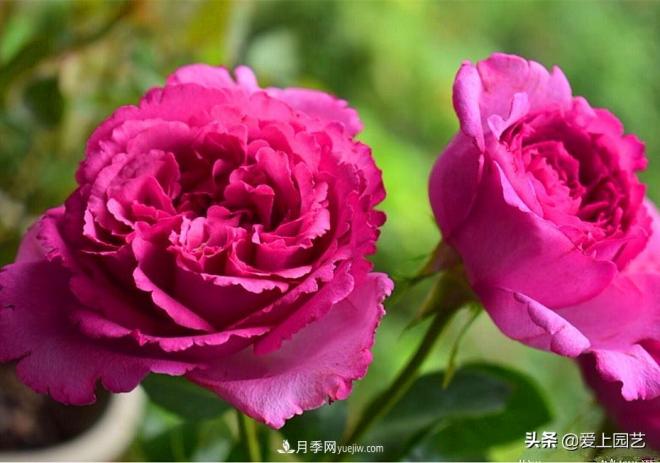无伊芙不月季，哪种伊芙月季***值得入手？(图3)