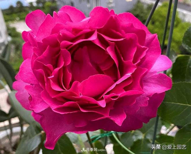 无伊芙不月季，哪种伊芙月季***值得入手？(图1)