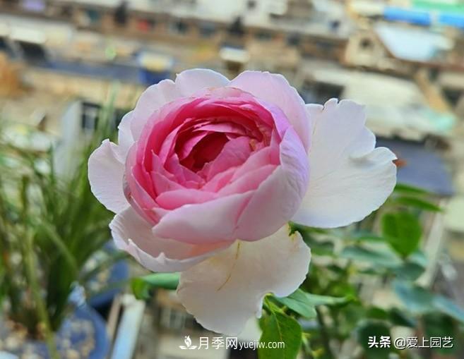 无伊芙不月季，哪种伊芙月季***值得入手？(图2)