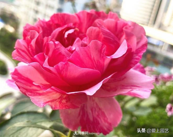 无伊芙不月季，哪种伊芙月季***值得入手？(图4)
