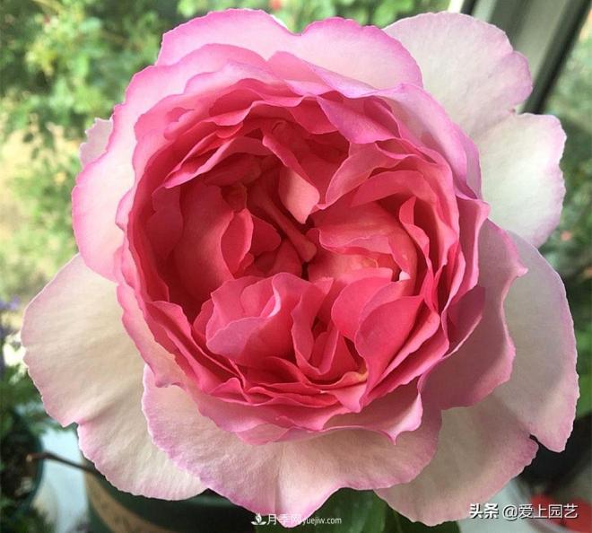 无伊芙不月季，哪种伊芙月季***值得入手？(图6)
