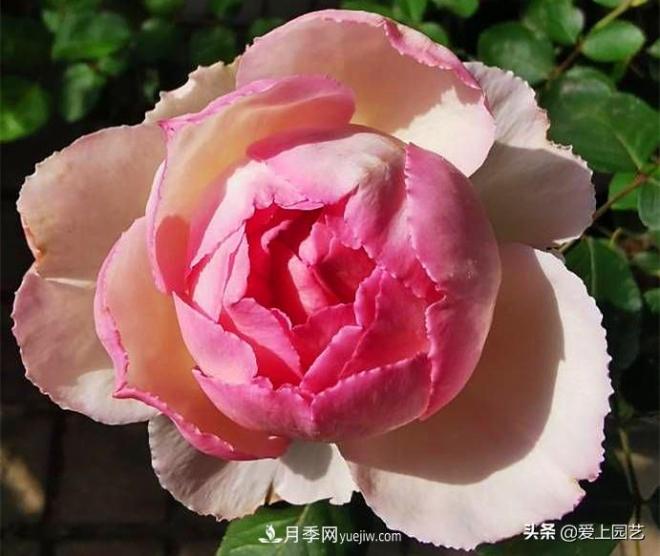 无伊芙不月季，哪种伊芙月季***值得入手？(图5)