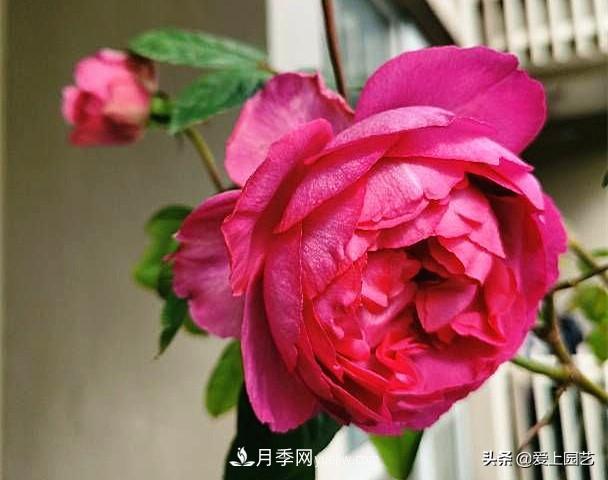 无伊芙不月季，哪种伊芙月季***值得入手？(图8)