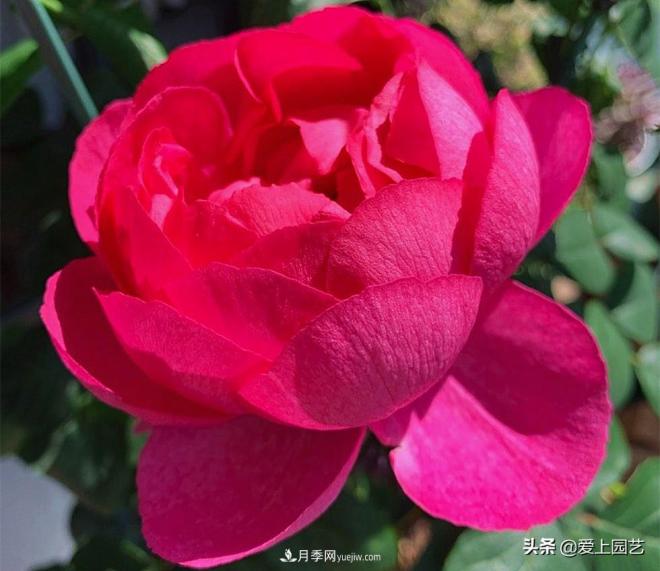 无伊芙不月季，哪种伊芙月季***值得入手？(图7)