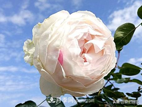 无伊芙不月季，哪种伊芙月季***值得入手？(图10)