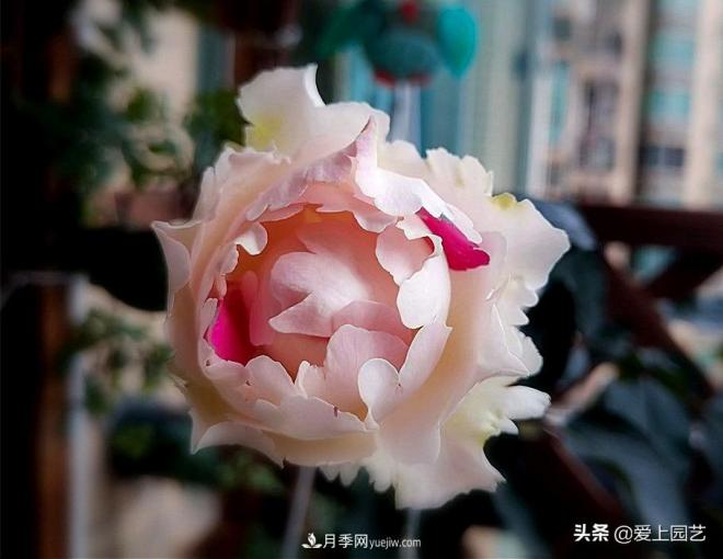 无伊芙不月季，哪种伊芙月季***值得入手？(图9)