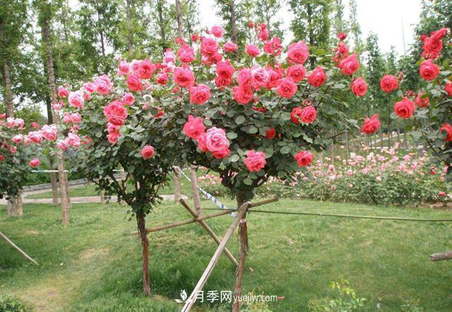 河北树状月季批发基地，品种月季产地直供价格表(图4)