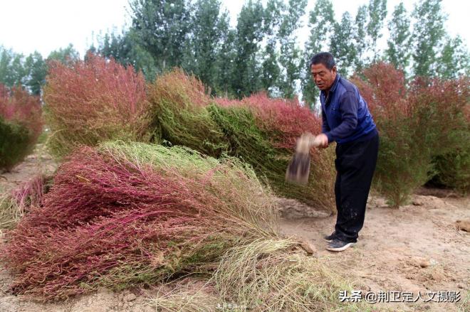 山西临汾65岁农民大叔种“彩色草”，编织致富梦年收入10万元(图2)