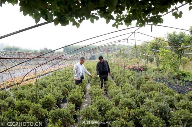 河南平顶山:花卉苗木种植助农增收(图1) 河南平顶山:花卉苗木种植助农增收(图1)