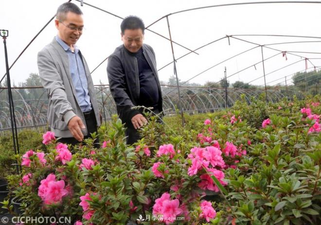河南平顶山:花卉苗木种植助农增收(图2) 河南平顶山:花卉苗木种植助农增收(图2)