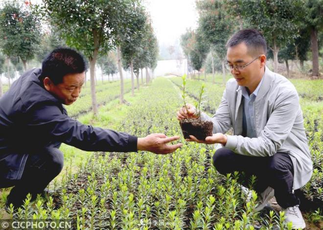 河南平顶山:花卉苗木种植助农增收(图3) 河南平顶山:花卉苗木种植助农增收(图3)