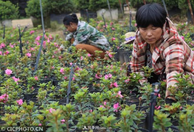 河南平顶山:花卉苗木种植助农增收(图4) 河南平顶山:花卉苗木种植助农增收(图4)