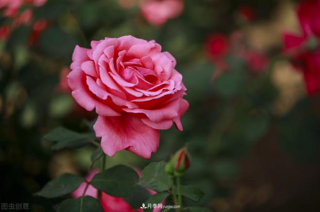 月季花摄影——月月都是开花季(图6)