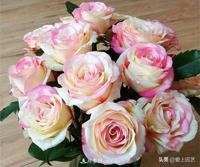 热门月季品种已经看腻了，不妨养几棵小众月季换个风景(图1)