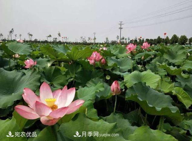 南阳镇平中原荷花博览园，一个莲藕全产业链的南阳样本(图1)